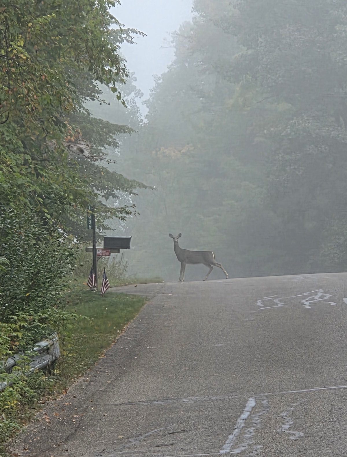 Deer in Traverse City