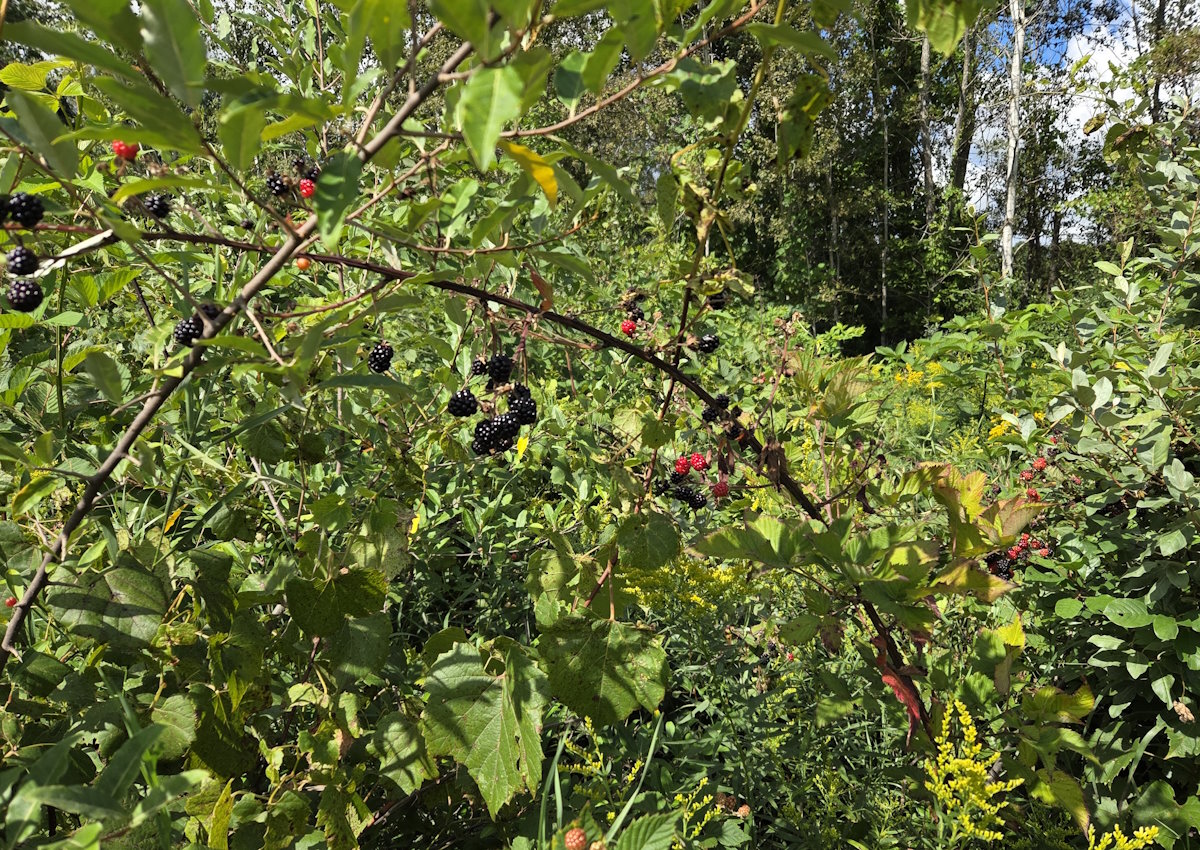 Blackberries Galore