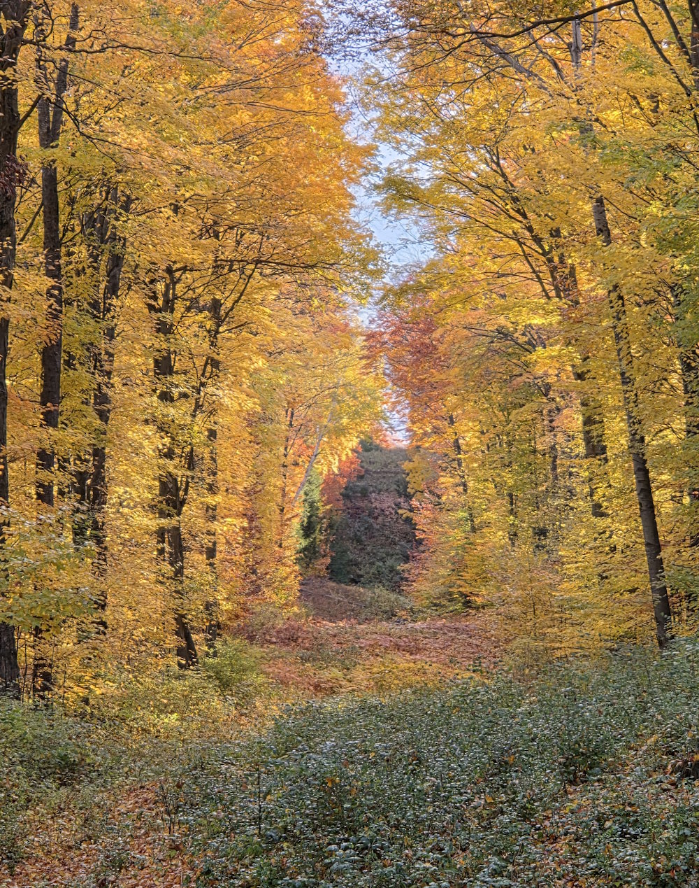 The Lovely Fall Gold of Maplehurst